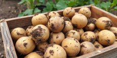 Aardappelen primeur  1 kg
