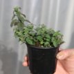 aardbeimunt plant