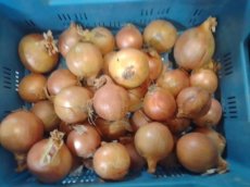 ajuin 500 gram