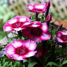 Anjer Raspberry plant