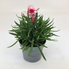 Anjer Strawberry  plant