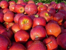 Appelen - red prince