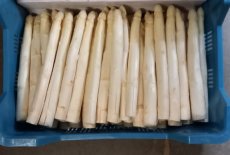 asperges 1st klasse 500 gram