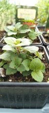 Bergamot