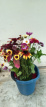 Boeketje Snijbloemen met zinnea,cosmea,amarantus