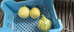 Bolcourgette