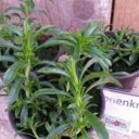 bonenkruid plantje