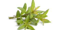 citroenverbena