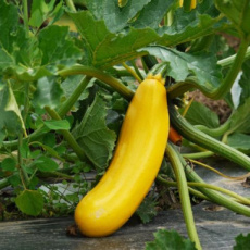 courgette grote gele