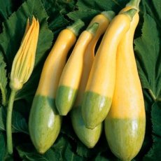 courgette  zephyr