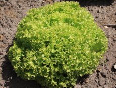 Groene krulsla