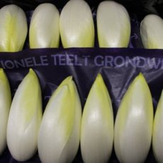 Grondwitloof 1ste klasse 500 gram