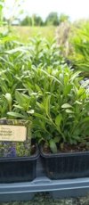Hyssop blauw