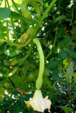 Muskaat  courgette