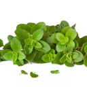 oregano