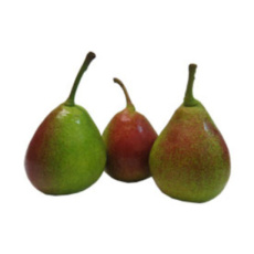 Peren Celina