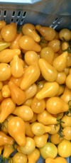 snoeptomaat gele trompet