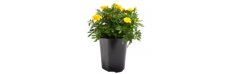 Tagetes   yellow